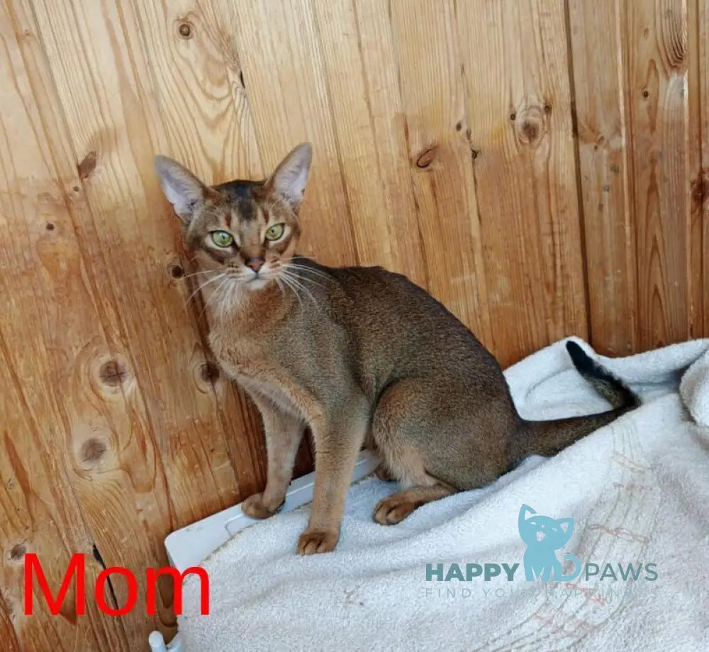 Beautiful Diana Abyssinian female black live animals