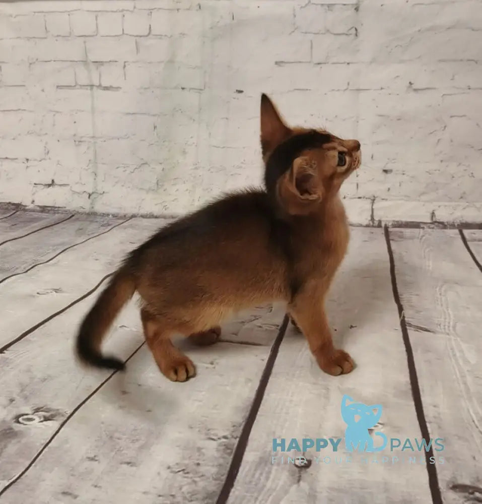 Beautiful Diana Abyssinian female black live animals