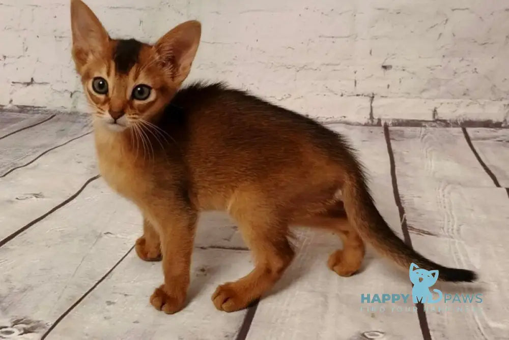 Beautiful Diana Abyssinian female black live animals
