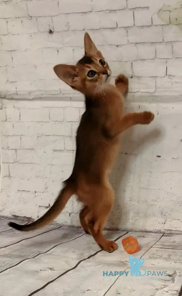 Beautiful Diana Abyssinian female black live animals