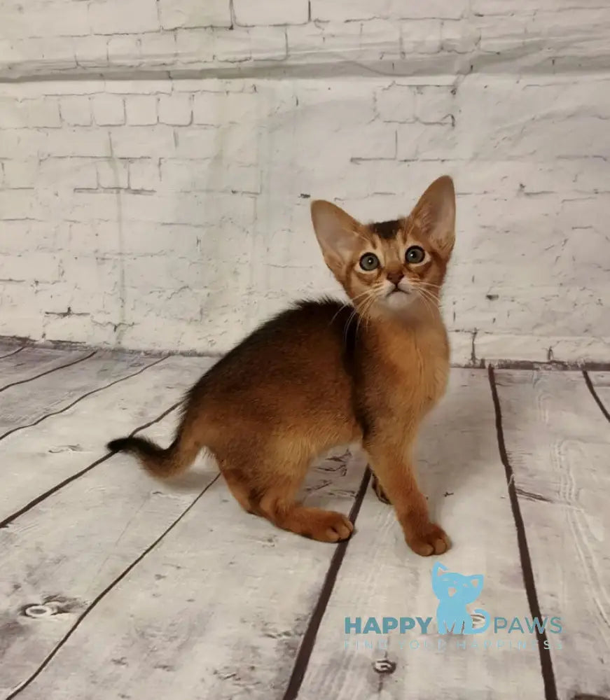 Beautiful Diana Abyssinian female black live animals