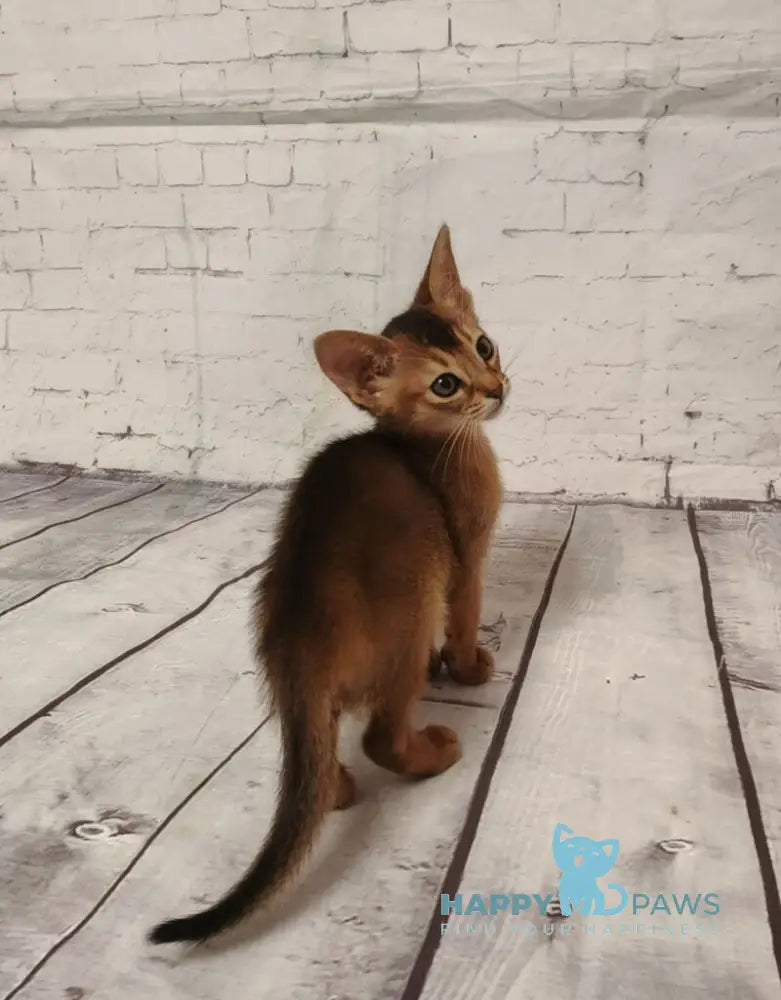 Beautiful Diana Abyssinian female black live animals