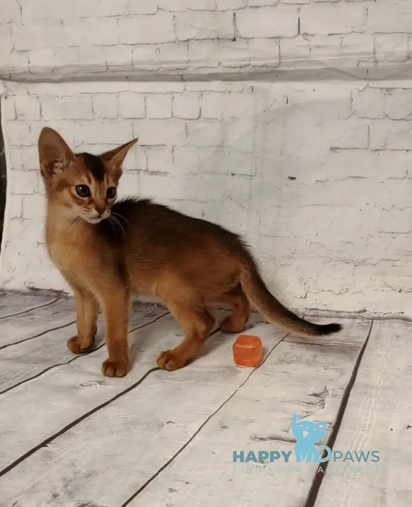 Beautiful Diana Abyssinian female black live animals