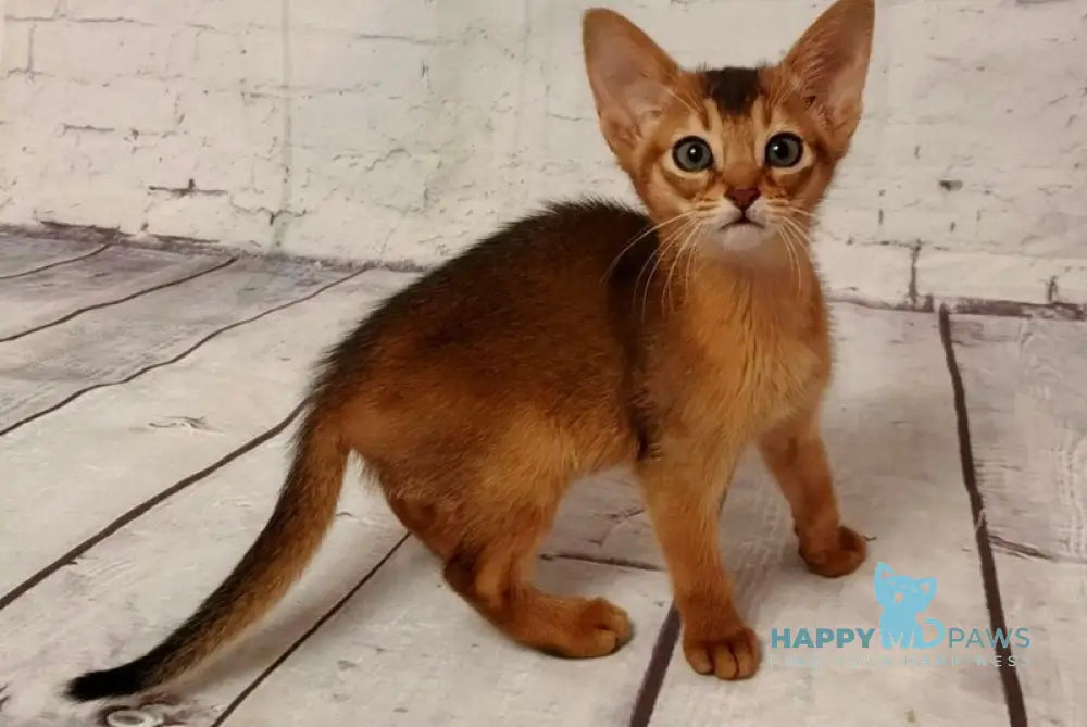 Beautiful Diana Abyssinian female black live animals