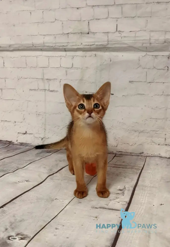 Beautiful Diana Abyssinian female black live animals
