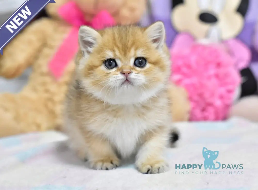 Beauty British Shorthair female black golden ticked tabby live animals