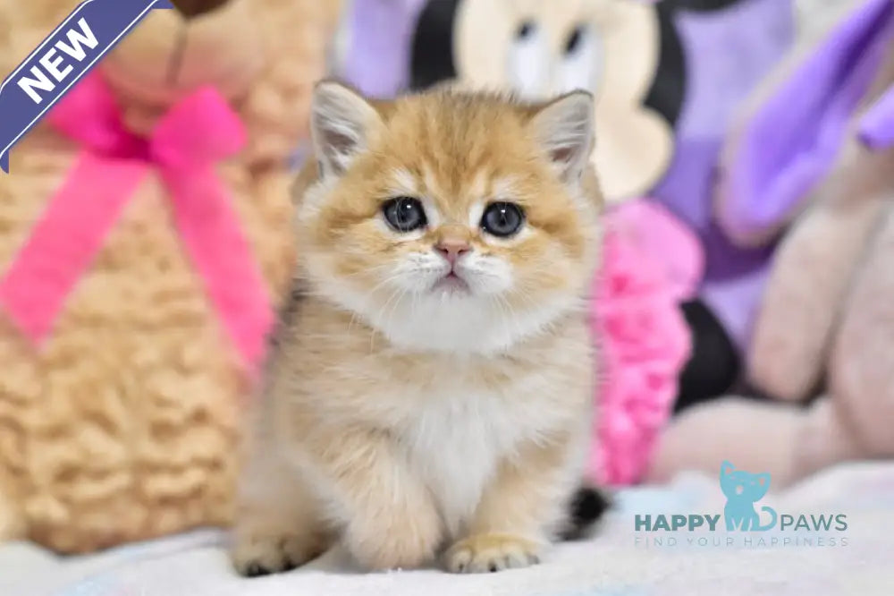 Beauty British Shorthair female black golden ticked tabby live animals