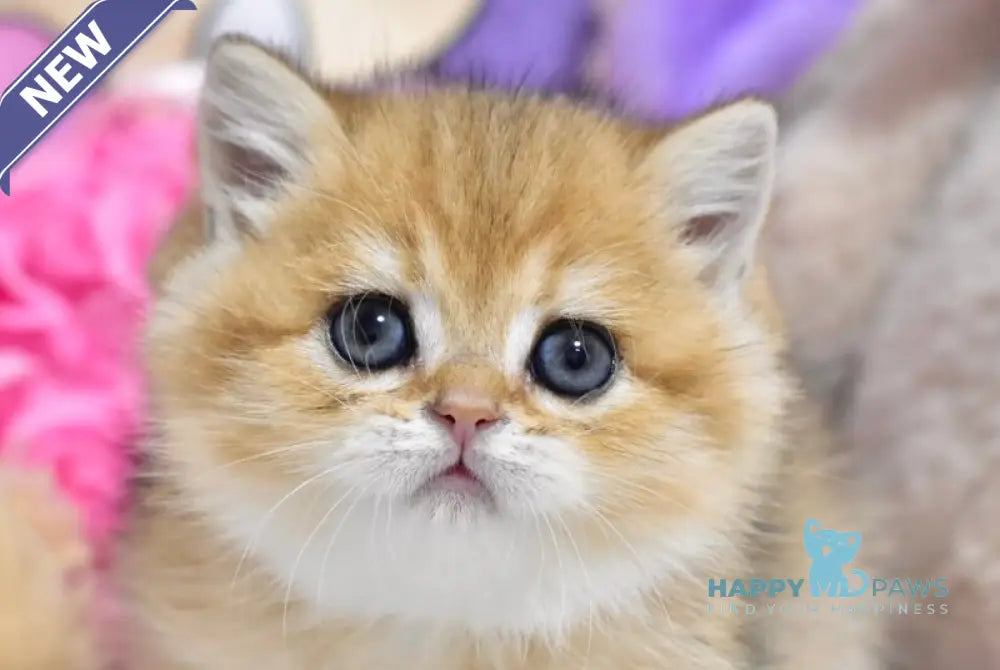 Beauty British Shorthair female black golden ticked tabby live animals