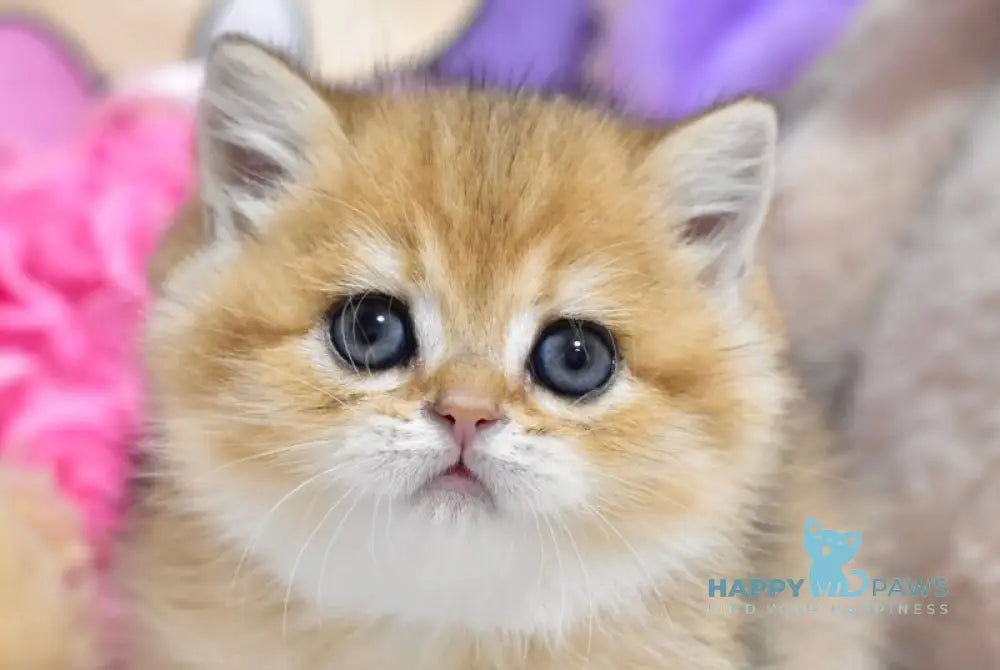 Beauty British Shorthair female black golden ticked tabby live animals