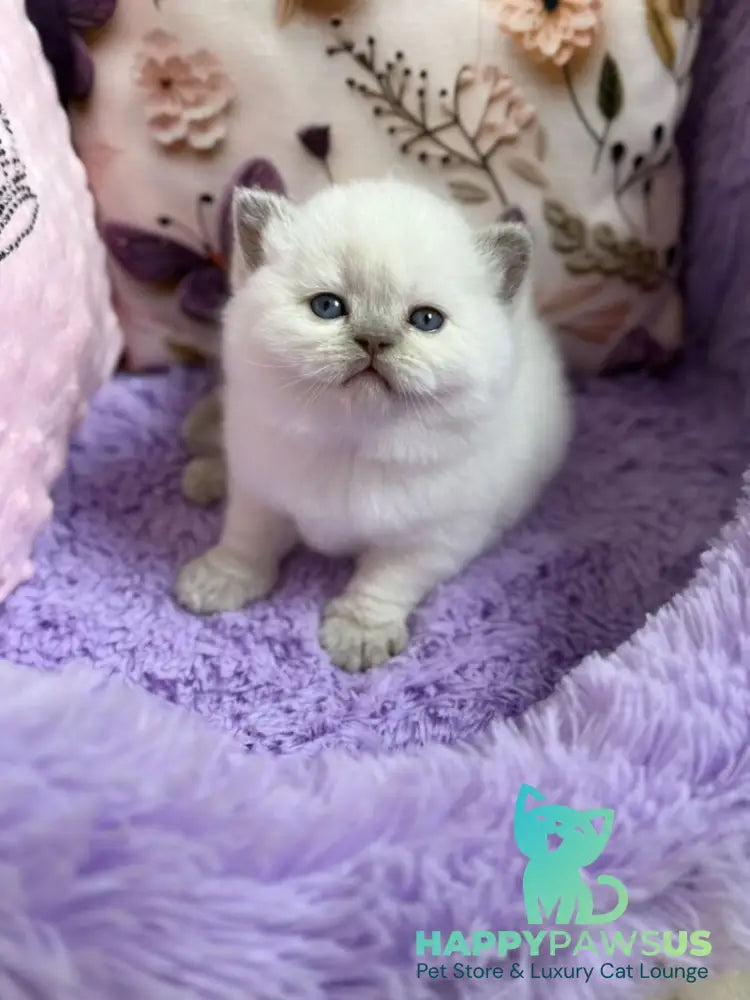 Beauty British Shorthair female fawn pointed - live animals