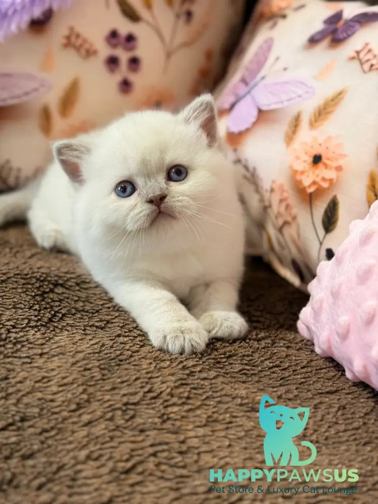Beauty British Shorthair female fawn pointed - live animals