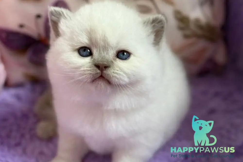 Beauty British Shorthair female fawn pointed - live animals