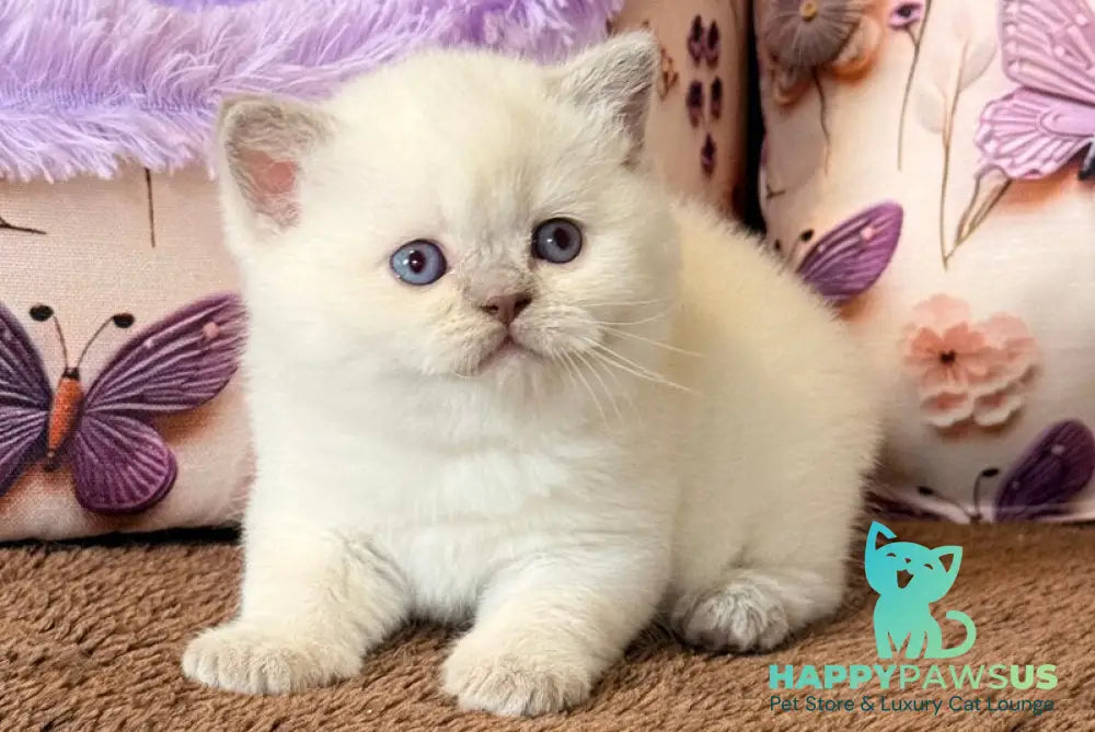 Beauty British Shorthair female fawn pointed - live animals