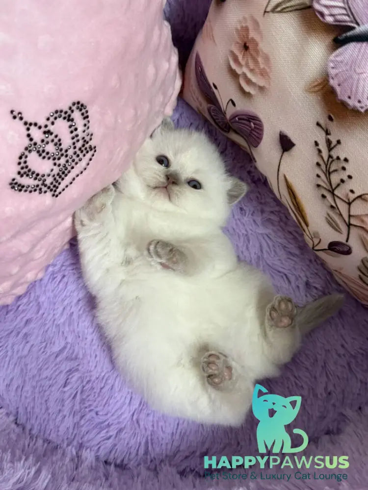 Beauty British Shorthair female fawn pointed - live animals