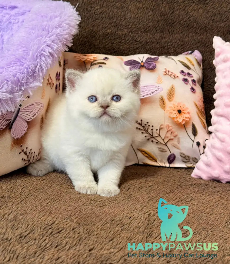 Beauty British Shorthair female fawn pointed - live animals