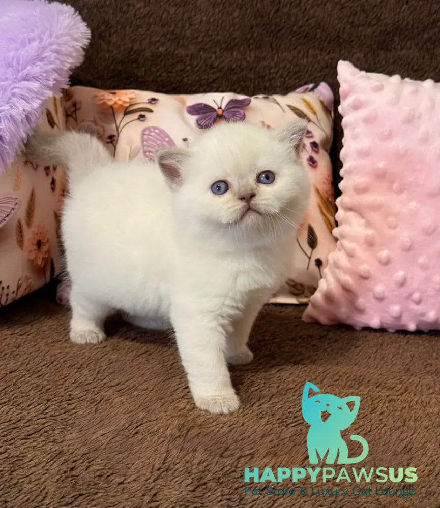 Beauty British Shorthair female fawn pointed - live animals