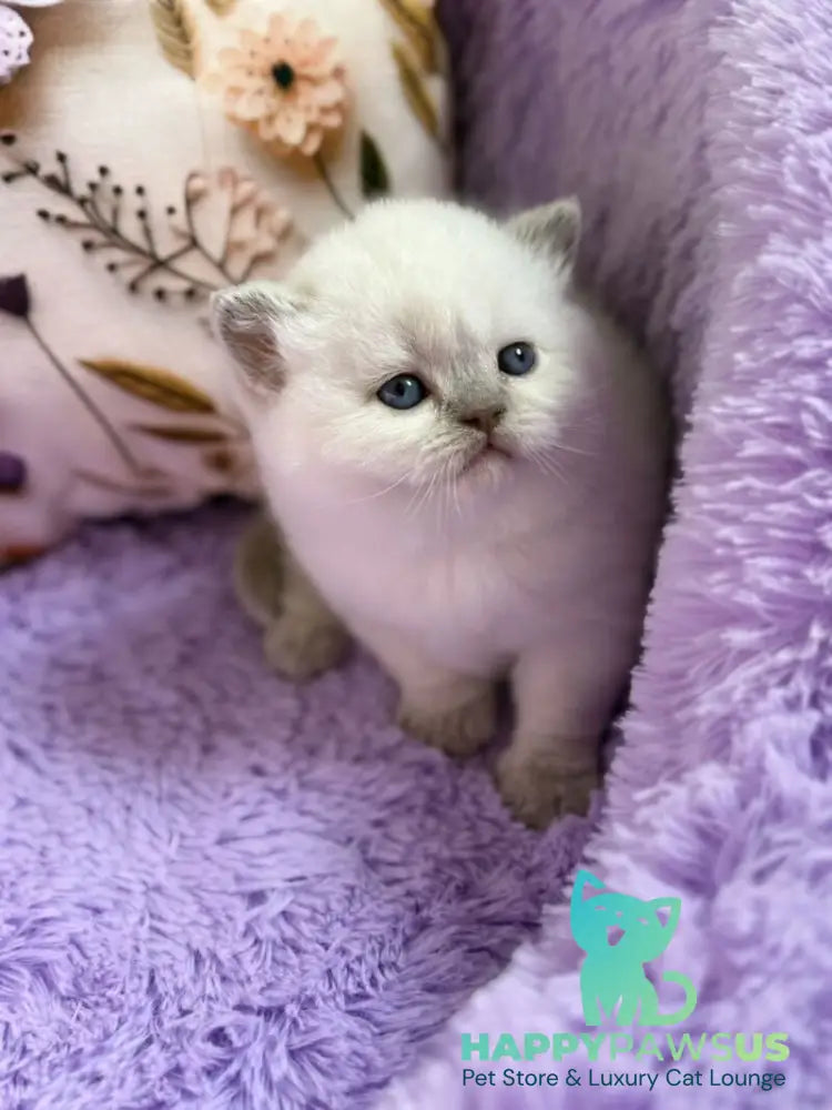 Beauty British Shorthair female fawn pointed - live animals