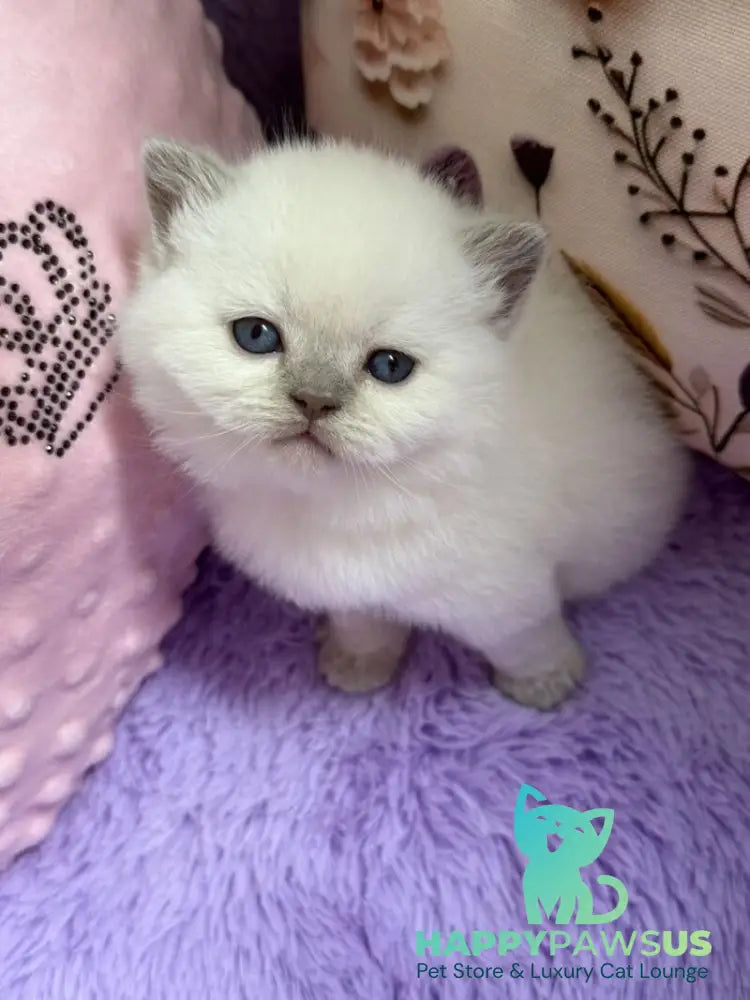 Beauty British Shorthair female fawn pointed - live animals