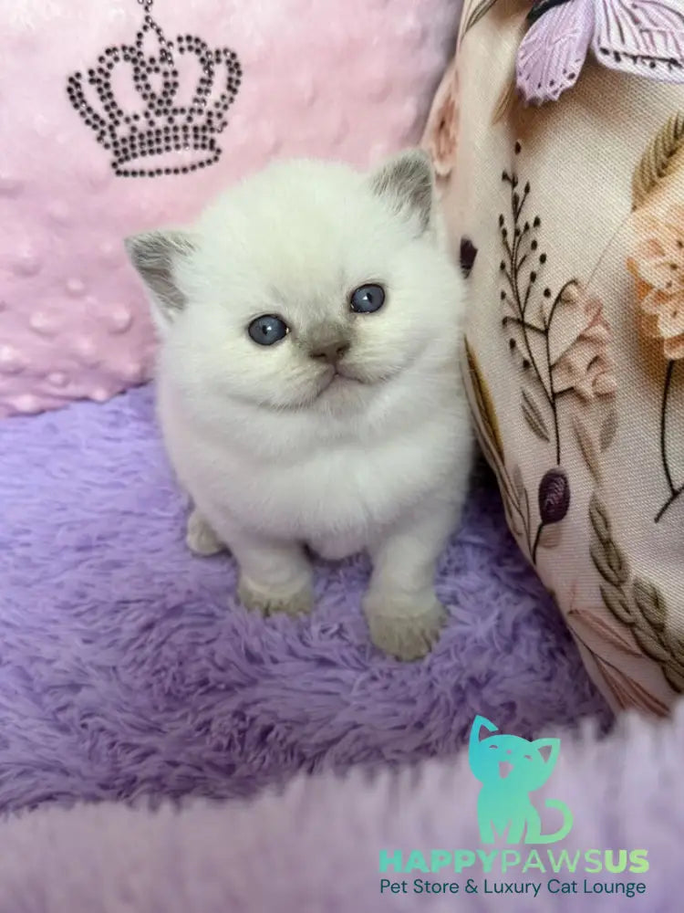 Beauty British Shorthair female fawn pointed - live animals