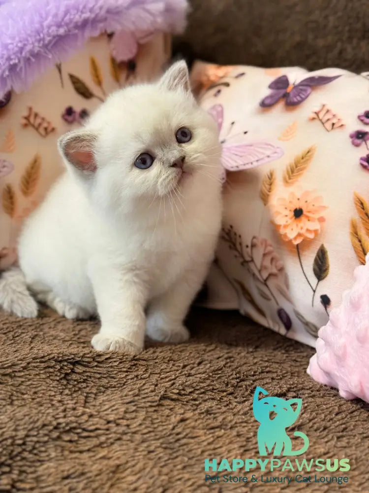 Beauty British Shorthair female fawn pointed - live animals