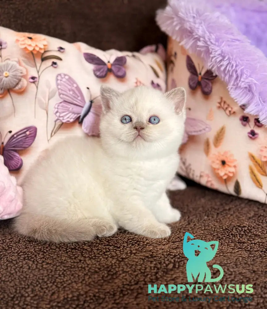 Beauty British Shorthair female fawn pointed - live animals