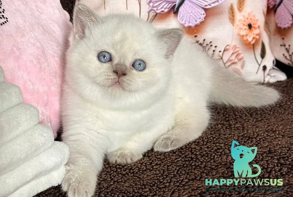 Beauty British Shorthair female fawn pointed - live animals