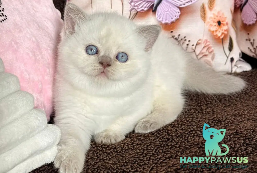 Beauty British Shorthair female fawn pointed - live animals