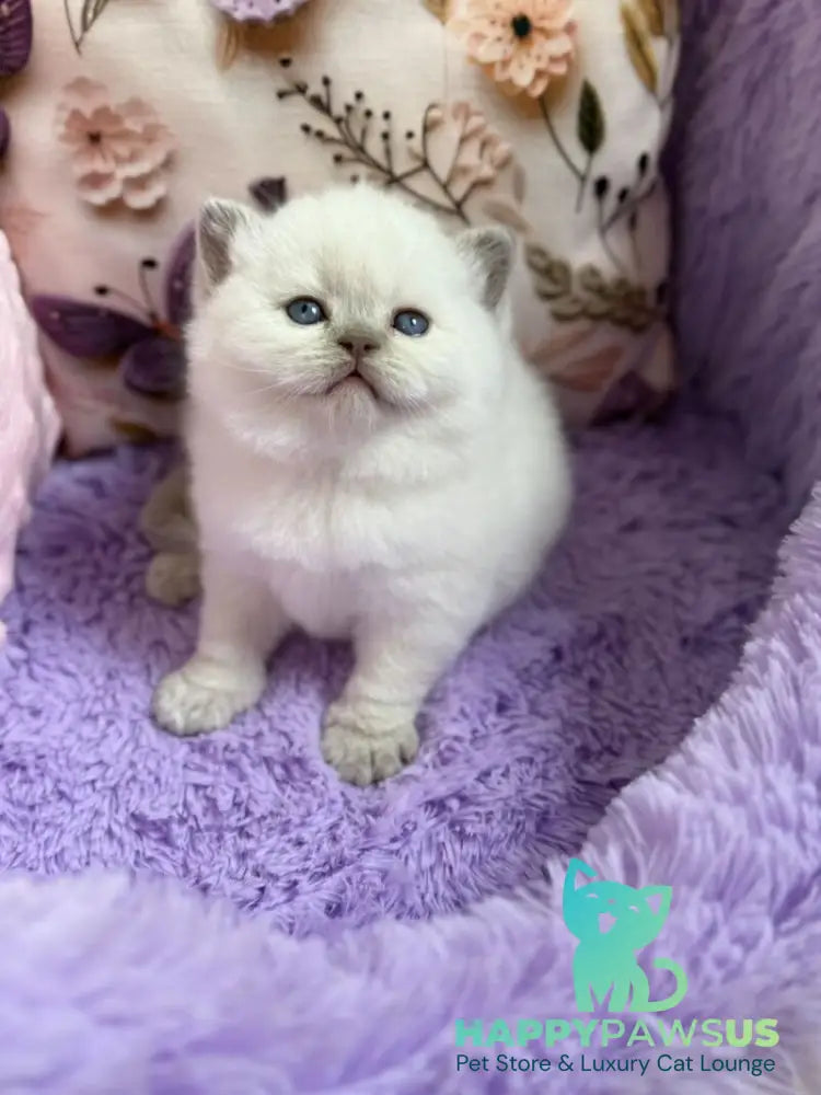 Beauty British Shorthair female fawn pointed - live animals