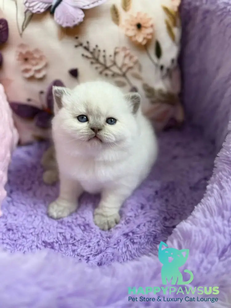 Beauty British Shorthair female fawn pointed - live animals