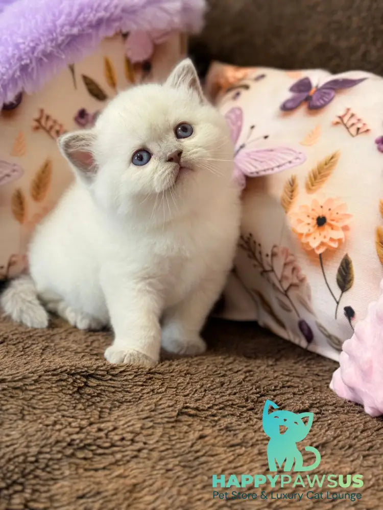 Beauty British Shorthair female fawn pointed - live animals