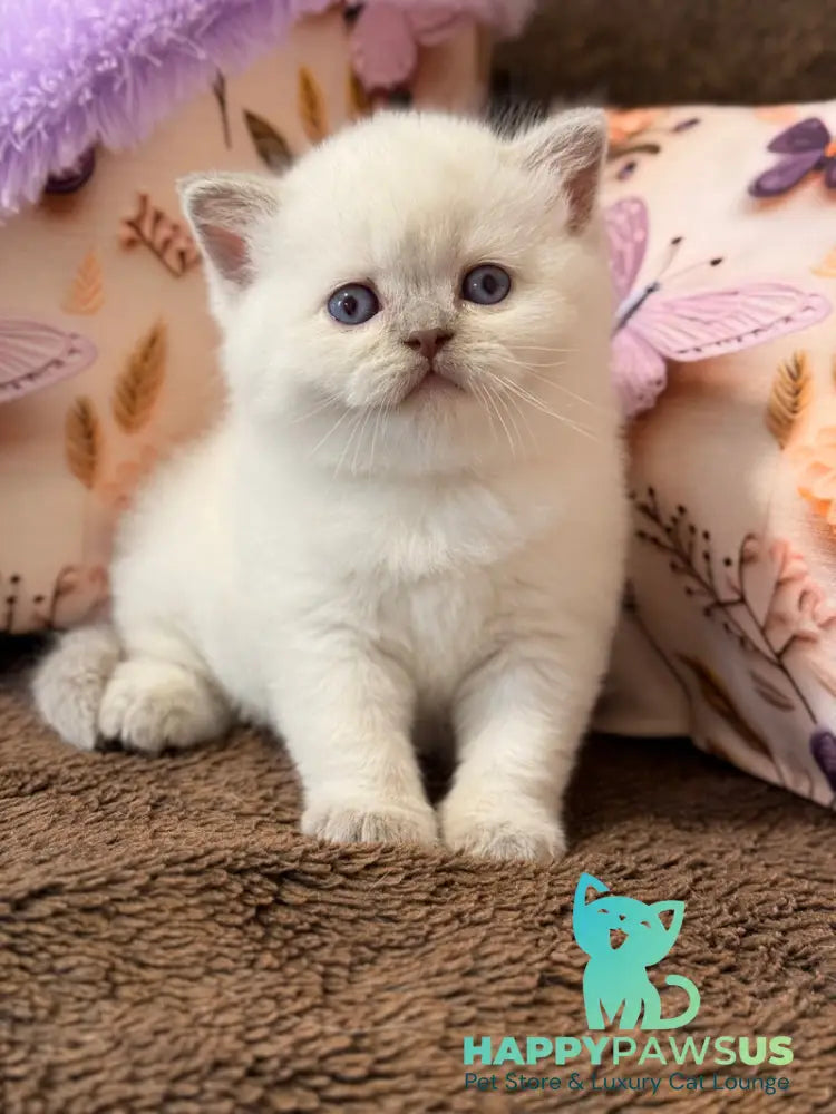 Beauty British Shorthair female fawn pointed - live animals