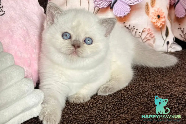 Beauty British Shorthair female fawn pointed - live animals