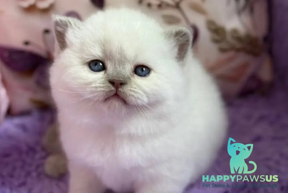 Beauty British Shorthair female fawn pointed - live animals