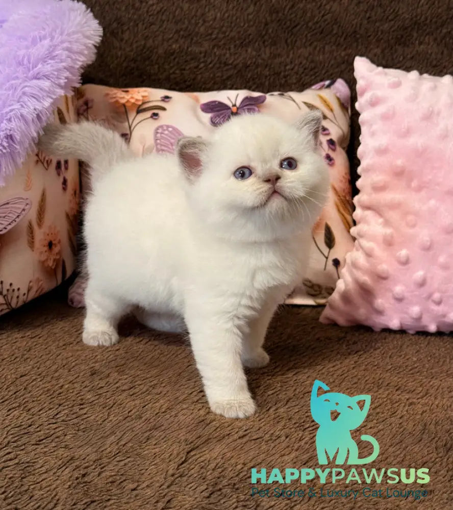 Beauty British Shorthair female fawn pointed - live animals