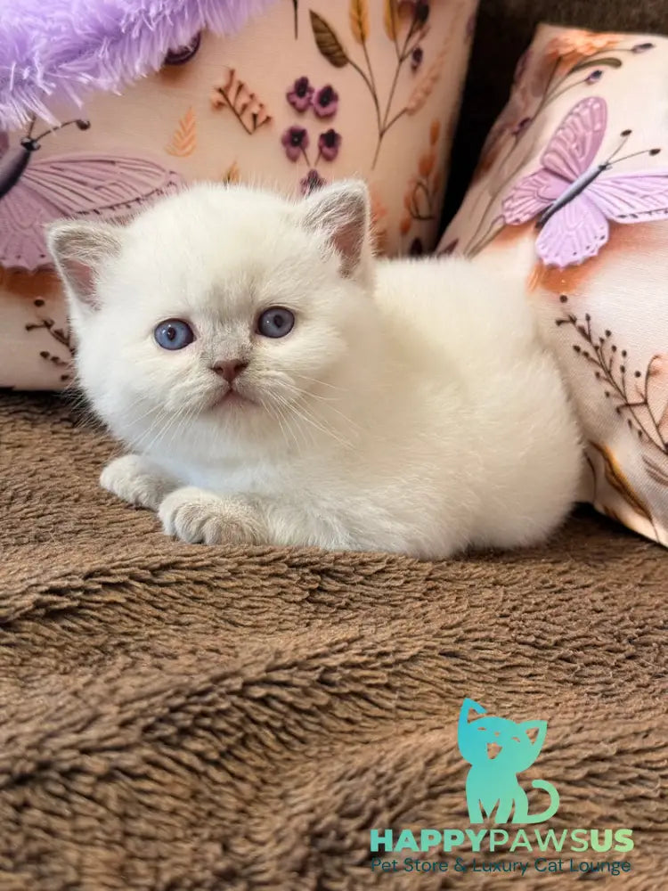 Beauty British Shorthair female fawn pointed - live animals