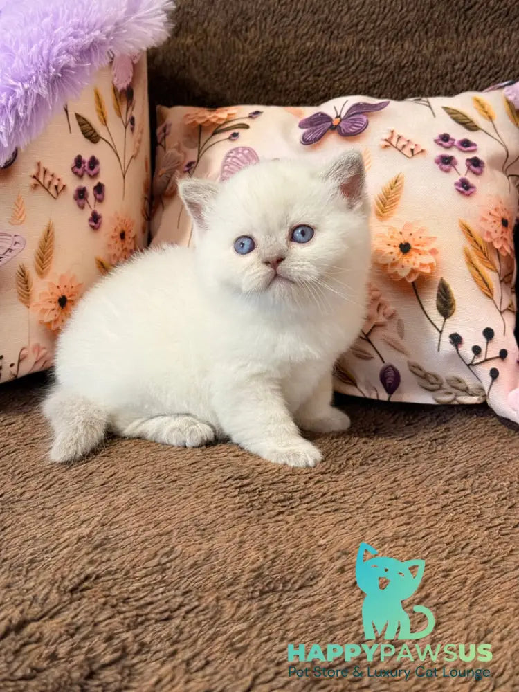 Beauty British Shorthair female fawn pointed - live animals