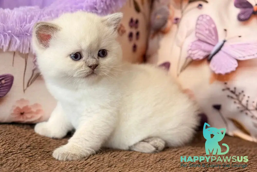 Beauty British Shorthair female fawn pointed - live animals