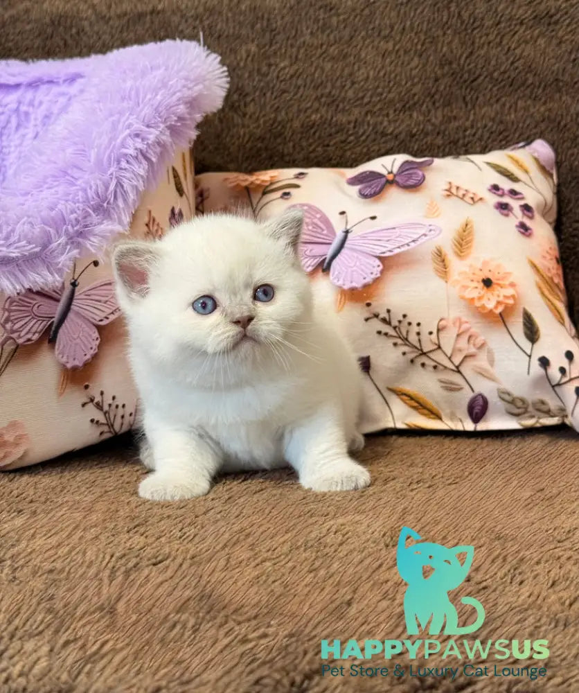 Beauty British Shorthair female fawn pointed - live animals