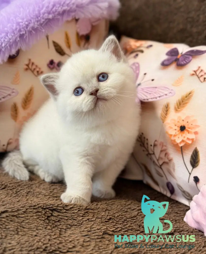 Beauty British Shorthair female fawn pointed - live animals