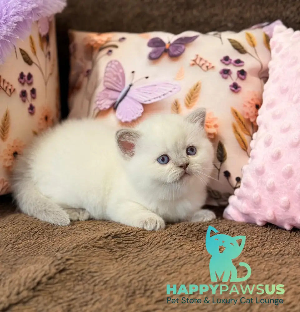 Beauty British Shorthair female fawn pointed - live animals