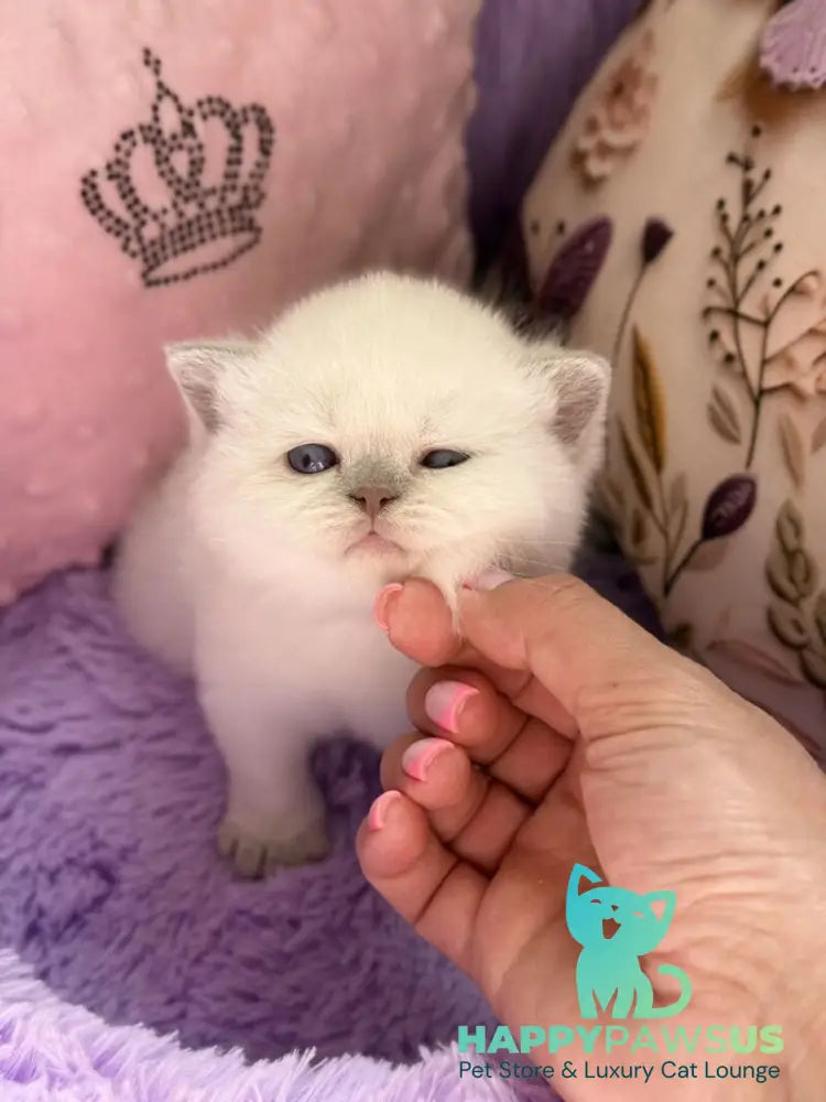 Beauty British Shorthair female fawn pointed - live animals