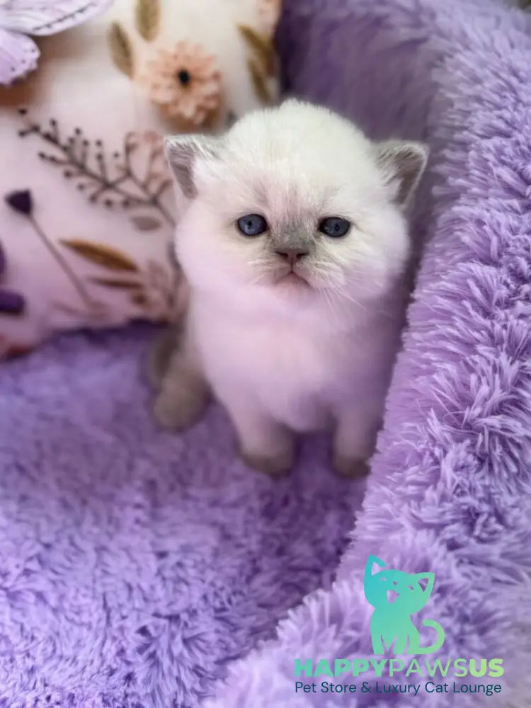 Beauty British Shorthair female fawn pointed - live animals