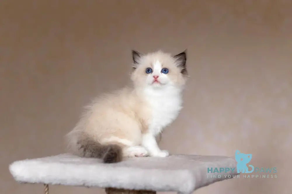 Beauty Ragdoll female blue bicolour live animals