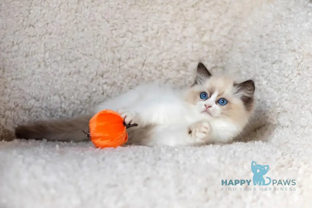 Beauty Ragdoll female blue bicolour live animals