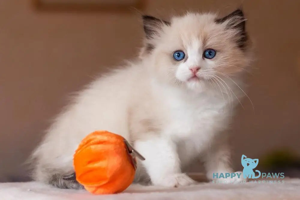 Beauty Ragdoll female blue bicolour live animals