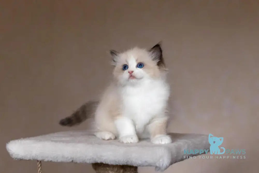 Beauty Ragdoll female blue bicolour live animals