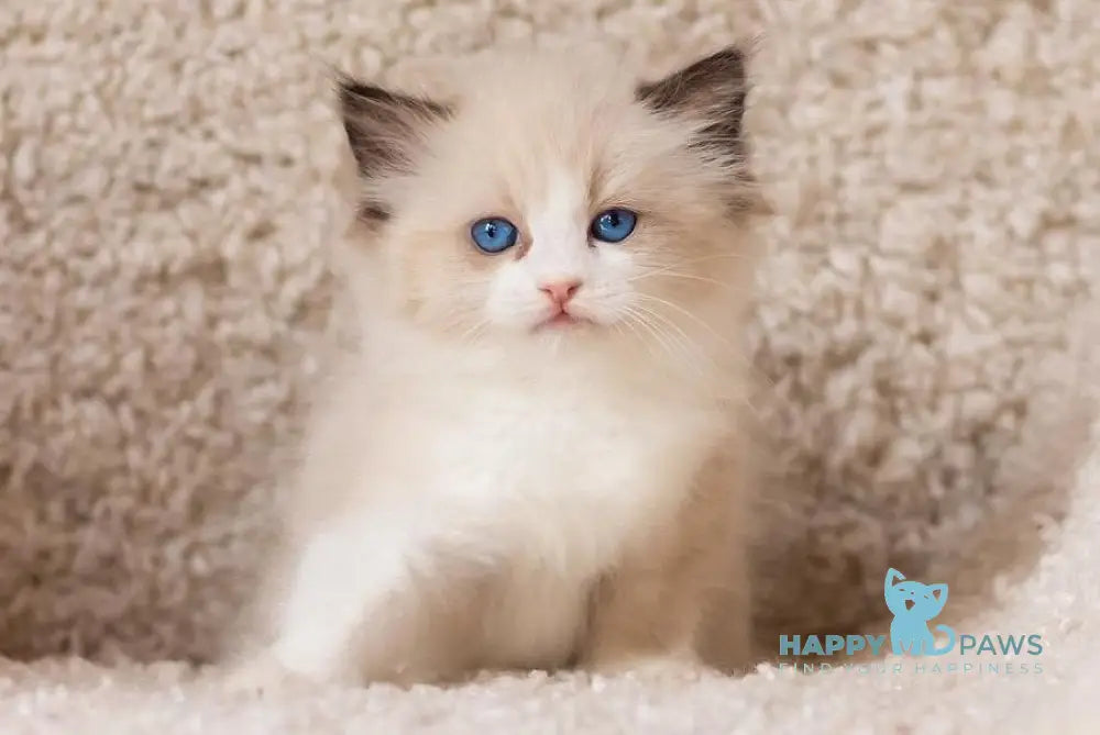 Beauty Ragdoll female blue bicolour live animals