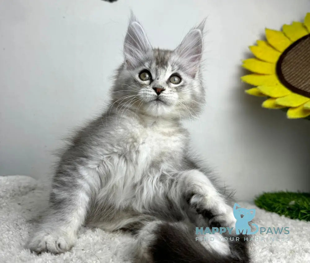 Bebemotik Maine Coon male black silver ticked tabby live animals