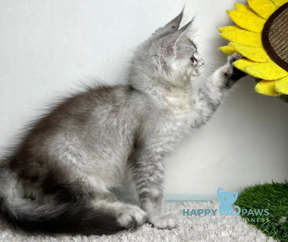 Bebemotik Maine Coon male black silver ticked tabby live animals