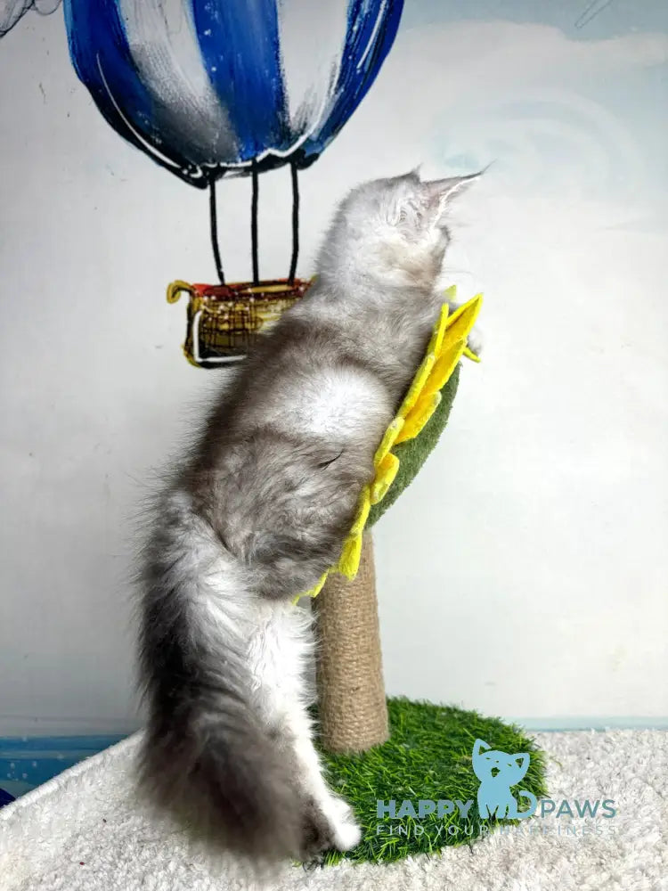 Bebemotik Maine Coon male black silver ticked tabby live animals